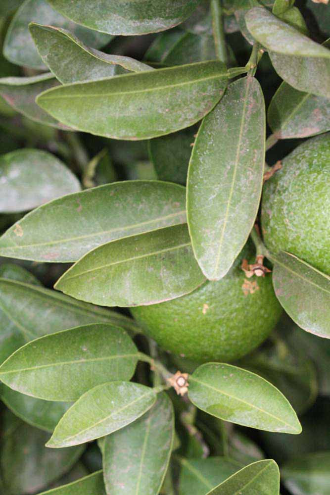              Sun leaves (Riverside, CA)       